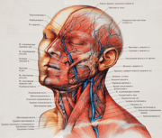 мышцы лица человека